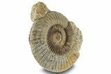 Jurassic Ammonite (Parkinsonia) Fossil - France #244475-1